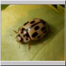 Propylea quatuordecimpunctata -Schwarzgefleckter Marienkaefer 07.jpg